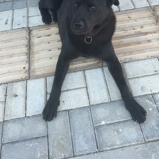 Siyah hund