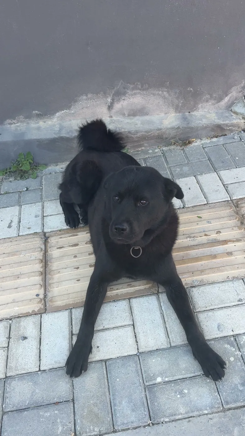 Siyah hund